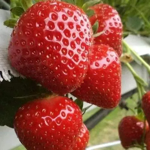 Клубника АРГЕНТЕРА  Клубника АРГЕНТЕРА в Витебске