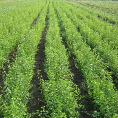 Подвой в Витебске