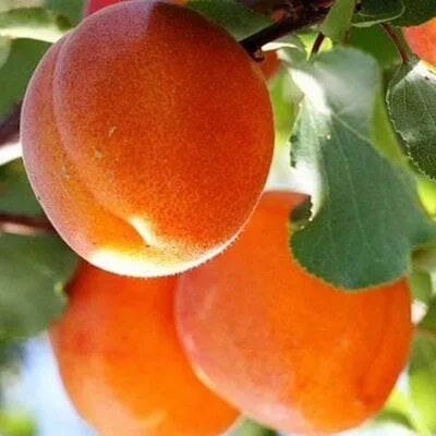 Абрикос в Витебске