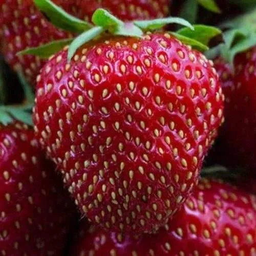 Клубника НАНДИ  Клубника НАНДИ в Витебске