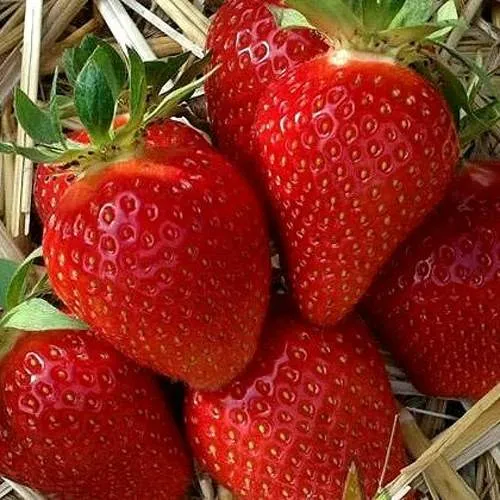 Клубника СИБИЛЛА  Клубника СИБИЛЛА в Витебске