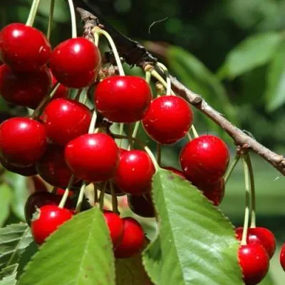 Вишня кустовая в Витебске