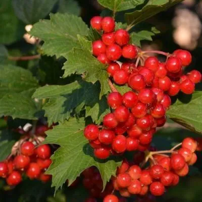 Калина в Витебске