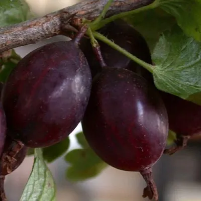 Крыжовник ЧЕЛЯБИНСКИЙ СЛАБОШИПОВАТЫЙ  Крыжовник ЧЕЛЯБИНСКИЙ СЛАБОШИПОВАТЫЙ в Витебске