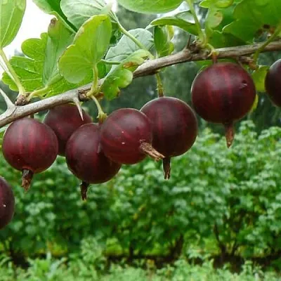 Крыжовник КРЫЖАЧОК  Крыжовник КРЫЖАЧОК в Витебске