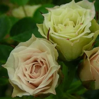 Роза ГРИН ДАЙМОНД миниатюрная  Роза ГРИН ДАЙМОНД миниатюрная в Витебске