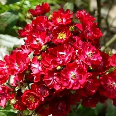 Роза АЛЬБЕРИХ полиантовая в Витебске