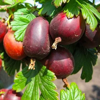 Крыжовник ЧЕРНОСЛИВОВЫЙ  Крыжовник ЧЕРНОСЛИВОВЫЙ в Витебске