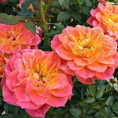 Роза МАНДАРИН миниатюрная  Роза МАНДАРИН миниатюрная в Витебске