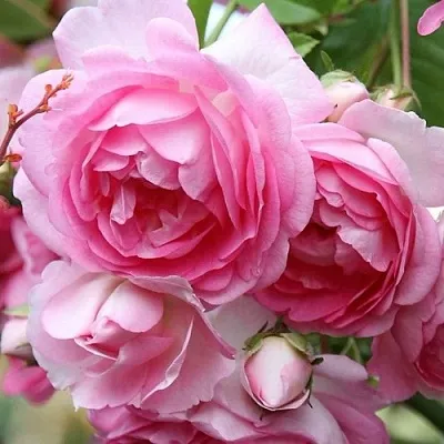 Роза ЖАСМИНА плетистая в Витебске