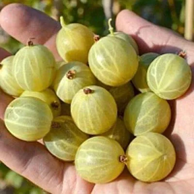 Крыжовник БЕРИЛЛ  Крыжовник БЕРИЛЛ в Витебске