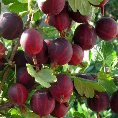 Крыжовник ХИННОМАКИ РОТ  Крыжовник ХИННОМАКИ РОТ в Витебске