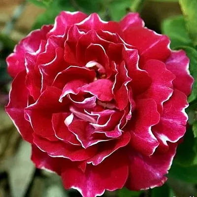 Роза БАРОН ЖИРО ДЕ ЛЕН ремонтантная в Витебске