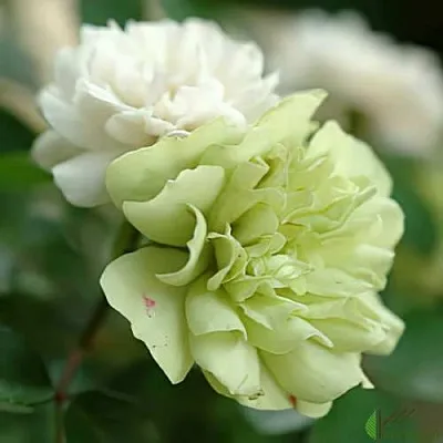 Роза ГРИН АЙС миниатюрная в Витебске