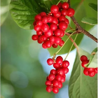 Лимонник ДЕБЮТ китайский  Лимонник ДЕБЮТ китайский в Витебске