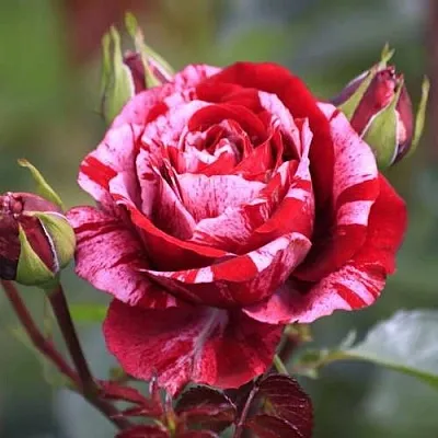 Роза ДИП ИМПРЕШН флорибунда в Витебске