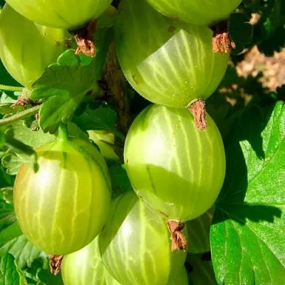 Крыжовник МАЛАХИТ  Крыжовник МАЛАХИТ в Витебске