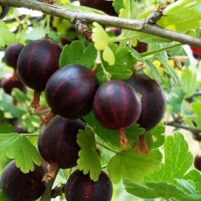 Крыжовник СЕВЕРНЫЙ КАПИТАН  Крыжовник СЕВЕРНЫЙ КАПИТАН в Витебске