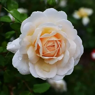 Роза КРОКУС РОУЗ английская в Витебске