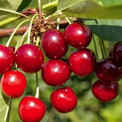 Вишня ЛЮБСКАЯ в Витебске