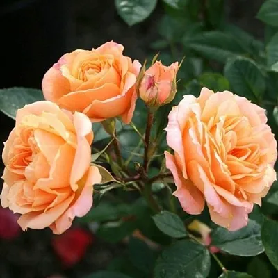 Роза КЛЕМЕНТИНА миниатюрная в Витебске