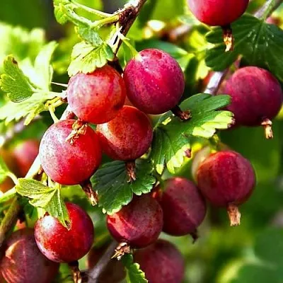 Крыжовник САДКО  Крыжовник САДКО в Витебске