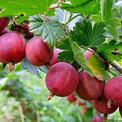 Крыжовник КРАСНОСЛАВЯНСКИЙ  Крыжовник КРАСНОСЛАВЯНСКИЙ в Витебске