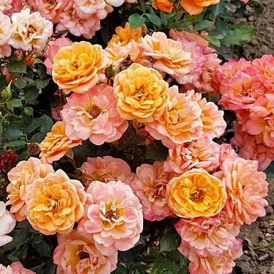 Роза ЭПРИКОТ КЛЕМЕНТИНА миниатюрная  Роза ЭПРИКОТ КЛЕМЕНТИНА миниатюрная в Витебске