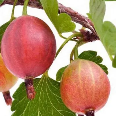 Крыжовник ЯРКИЙ  Крыжовник ЯРКИЙ в Витебске