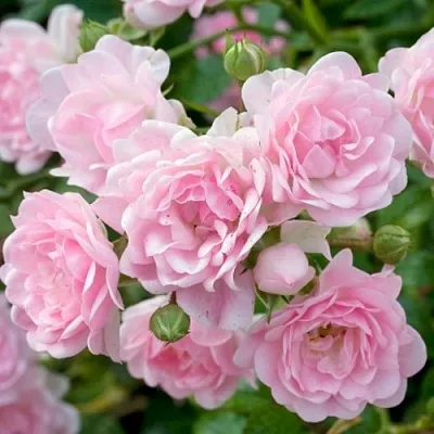 Роза ЗЕ ФЕЙРИ почвопокровная в Витебске