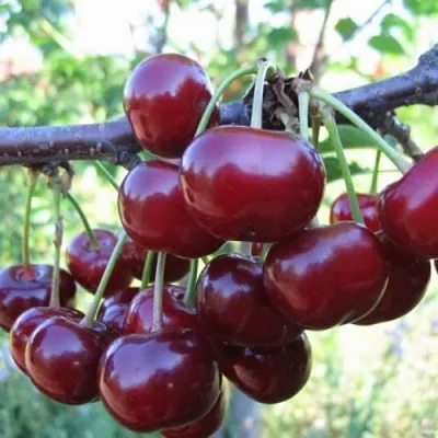 Вишня НОРД СТАР в Витебске