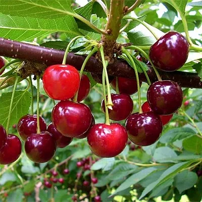 Вишня БРУСНИЦЫНА степная в Витебске