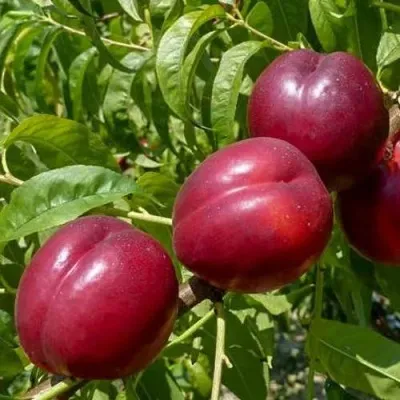 Нектарин БИГ-ТОП — описание сорта Нектарин БИГ-ТОП в Витебске