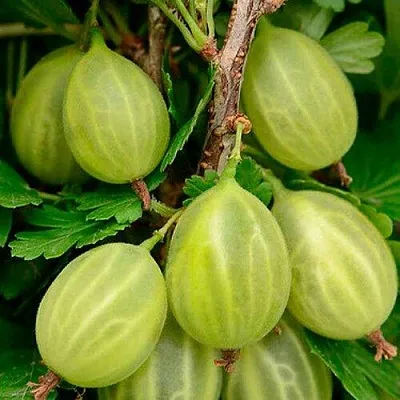 Крыжовник УРАЛЬСКИЙ ИЗУМРУД  Крыжовник УРАЛЬСКИЙ ИЗУМРУД в Витебске