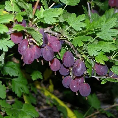 Крыжовник ГРУШЕНЬКА  Крыжовник ГРУШЕНЬКА в Витебске