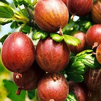 Крыжовник ШЕРШНЕВСКИЙ  Крыжовник ШЕРШНЕВСКИЙ в Витебске