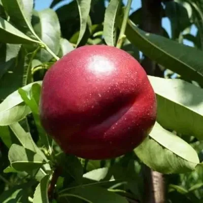 Нектарин БИГ-ТОП — описание сорта Нектарин БИГ-ТОП в Витебске