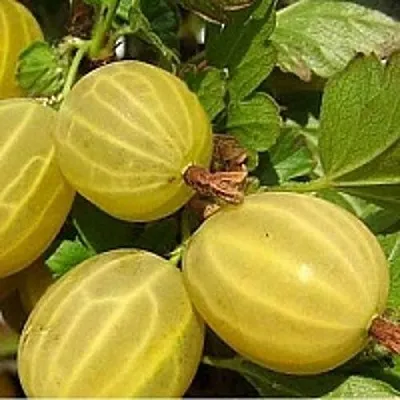 Крыжовник ЯРОВОЙ  Крыжовник ЯРОВОЙ в Витебске