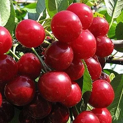 Вишня ГЛУБОКСКАЯ в Витебске