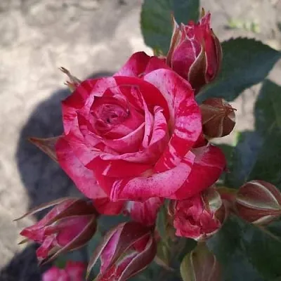 Роза ФАЙЕР ВОРКС миниатюрная  Роза ФАЙЕР ВОРКС миниатюрная в Витебске