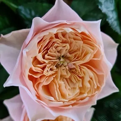 Роза ВУВУЗЕЛА РОМАНТИК чайно-гибридная в Витебске