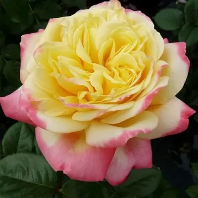 Роза КОРДЕС ДЖУБИЛИ чайно-гибридная в Витебске