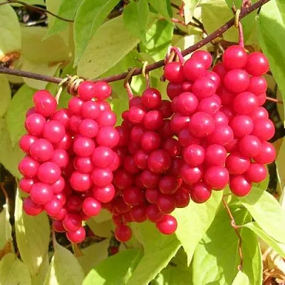 Лимонник ПЕРВЕНЕЦ китайский  Лимонник ПЕРВЕНЕЦ китайский в Витебске