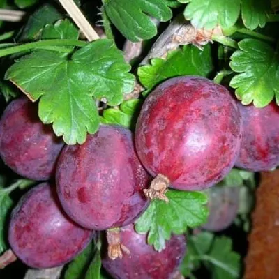 Крыжовник КОЛОБОК  Крыжовник КОЛОБОК в Витебске