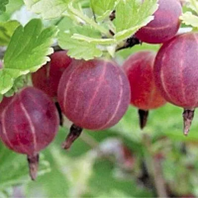 Крыжовник РАВОЛТ  Крыжовник РАВОЛТ в Витебске