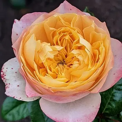 Роза ГОЛДЕН ВУВУЗЕЛА чайно-гибридная в Витебске