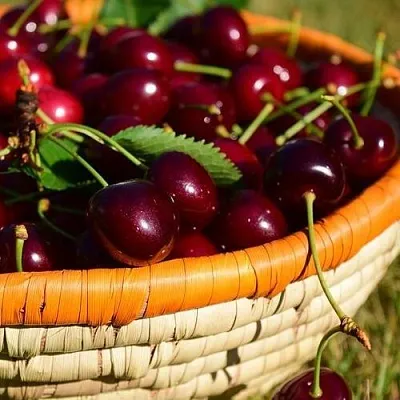 Вишня НЕСВИЖСКАЯ в Витебске