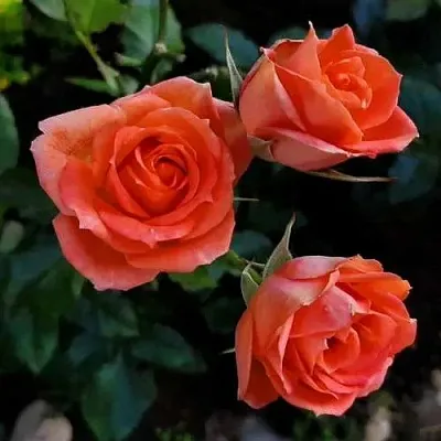 Роза ОРАНЖ ДЖЕВЕЛ миниатюрная  Роза ОРАНЖ ДЖЕВЕЛ миниатюрная в Витебске