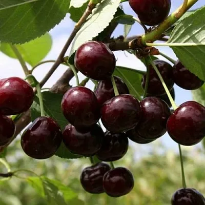 Вишня СВЕРДЛОВЧАНКА степная в Витебске