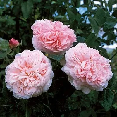 Роза КЛЭР РОУЗ английская в Витебске